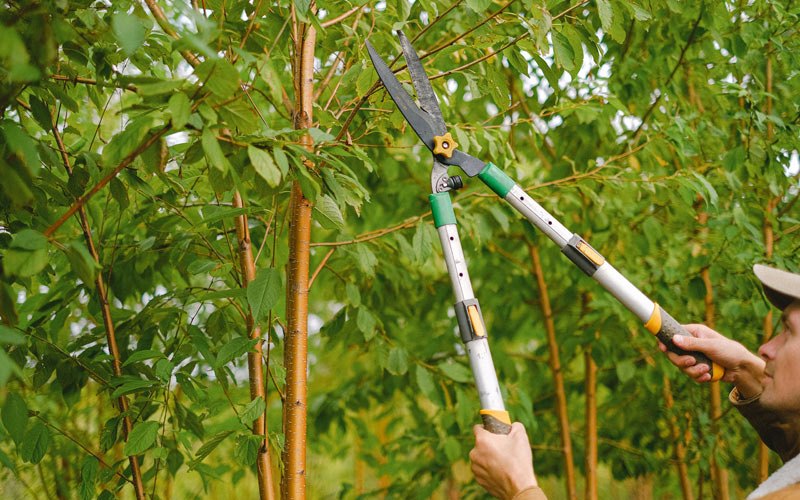 Tree trimming in Laveen, AZ